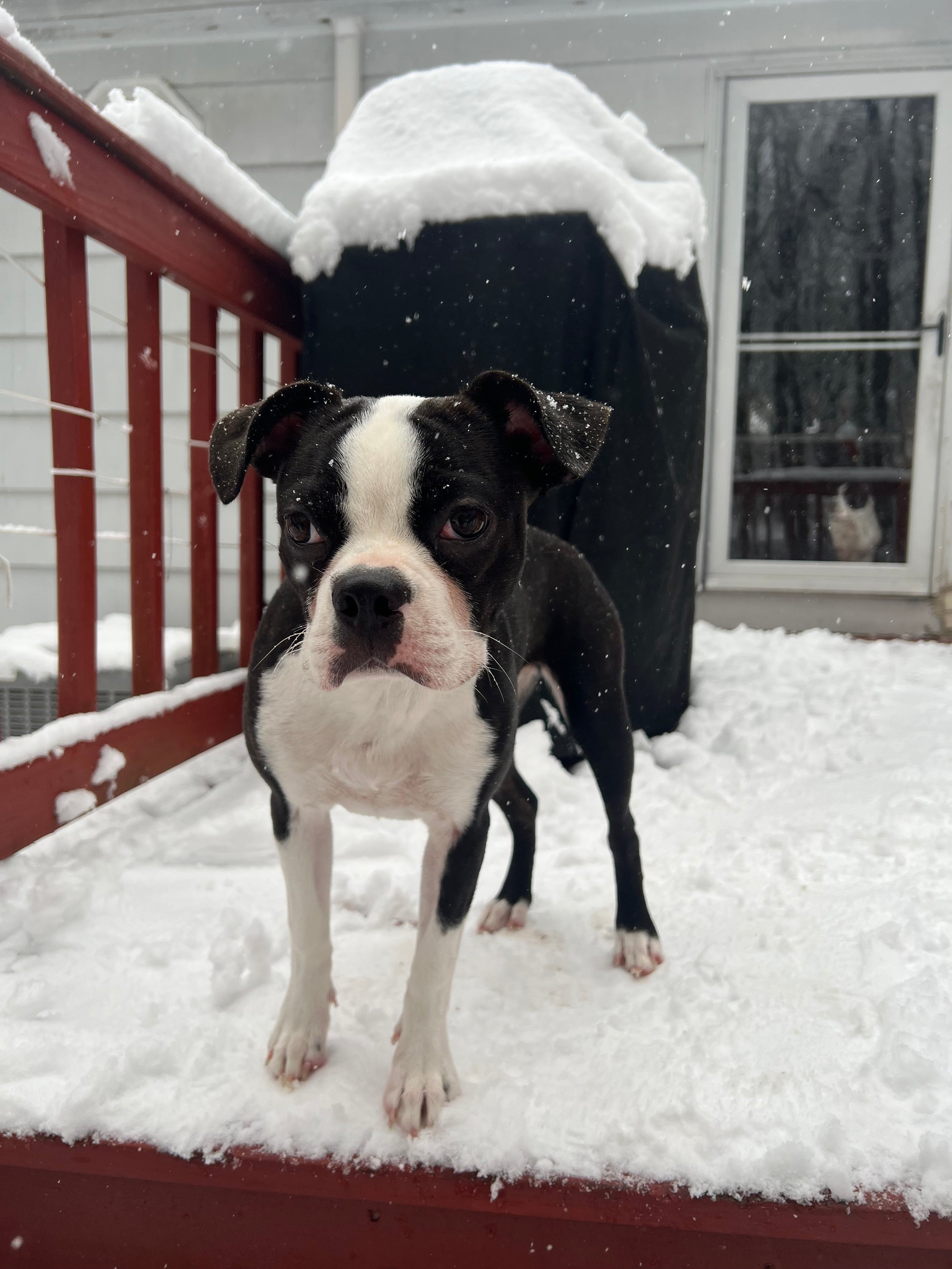A Boston terrier puppy standing on the top of the stairs outside with snow in the background. 