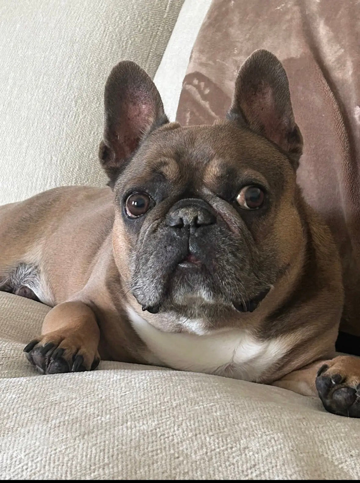 A brownish-tan French Bulldog named Bruno lying on a cushion with a neutral background.