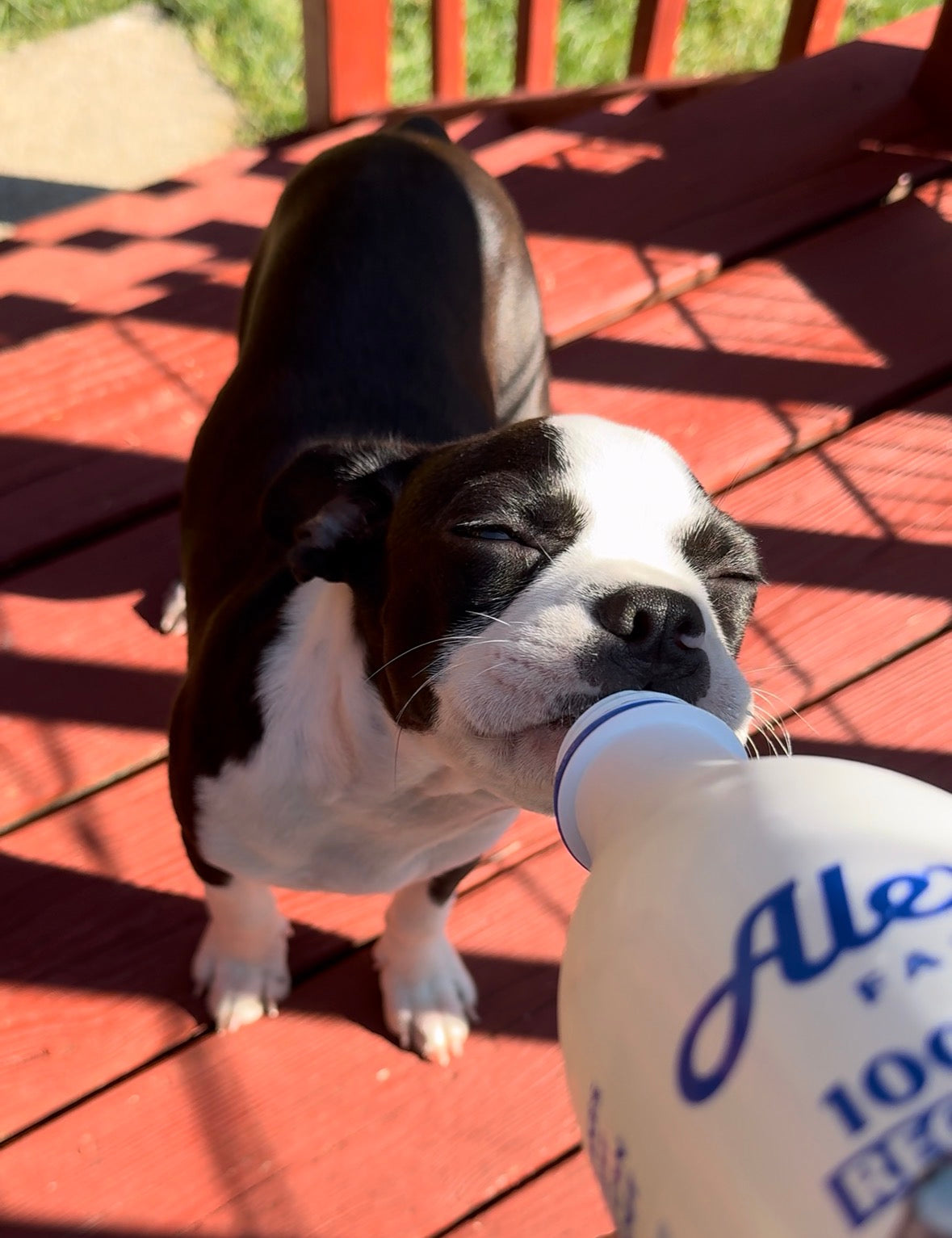 A black and white Boston Terrier puppy standing on a wooden porch. The Boston Terrier puppy is licking Alexandres Farm Grass-Fed Organic Kefir out of the bottle. 