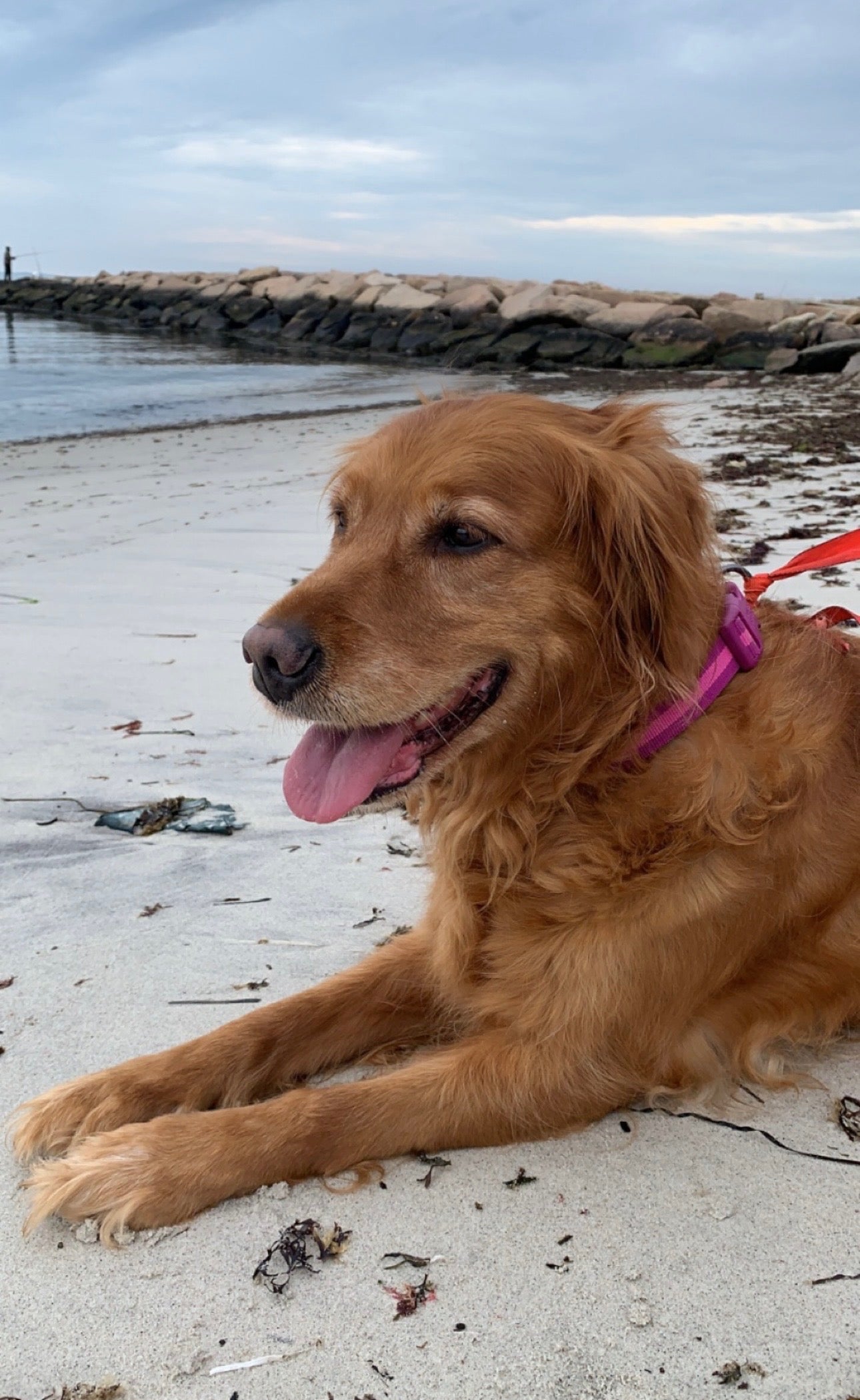 Golden retriever dog lying on a sandy beach with a pink collar.