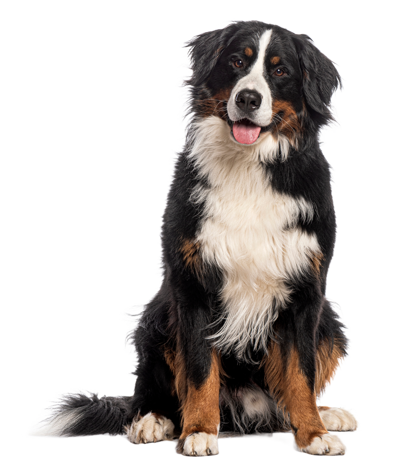 Bernese Mountain Dog sitting with a subtle white glow as the introduction image at the top of the website.