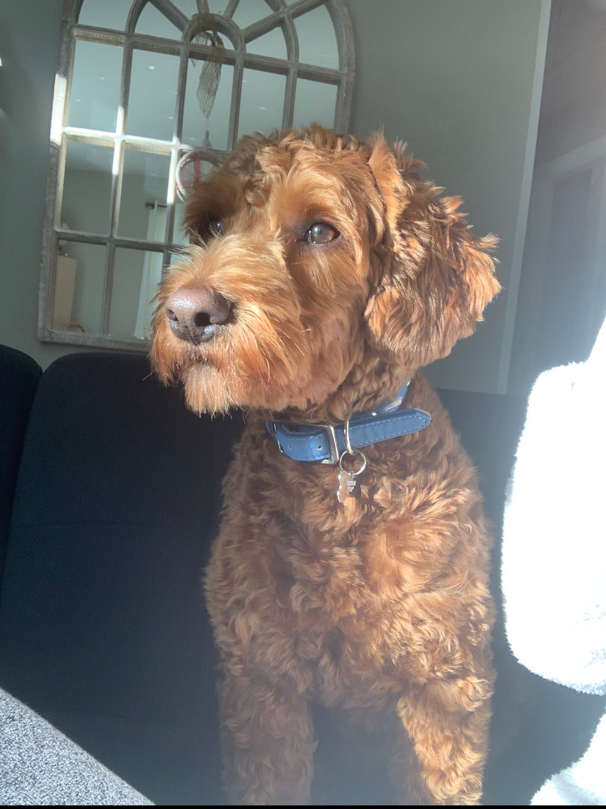 A golden doodle dog sitting with a blue collar.