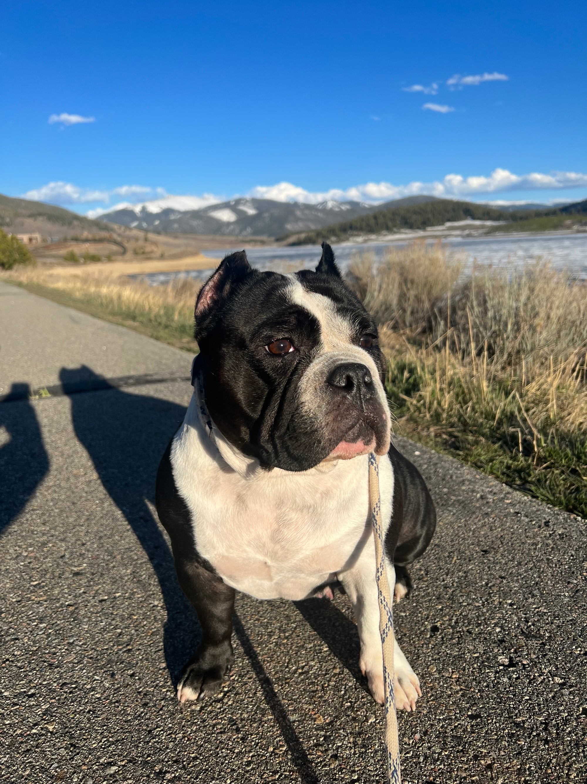 A black and white American bulldog sitting with mountains and lake in the view behind. The sun is shining and the sky is blue with light clouds.