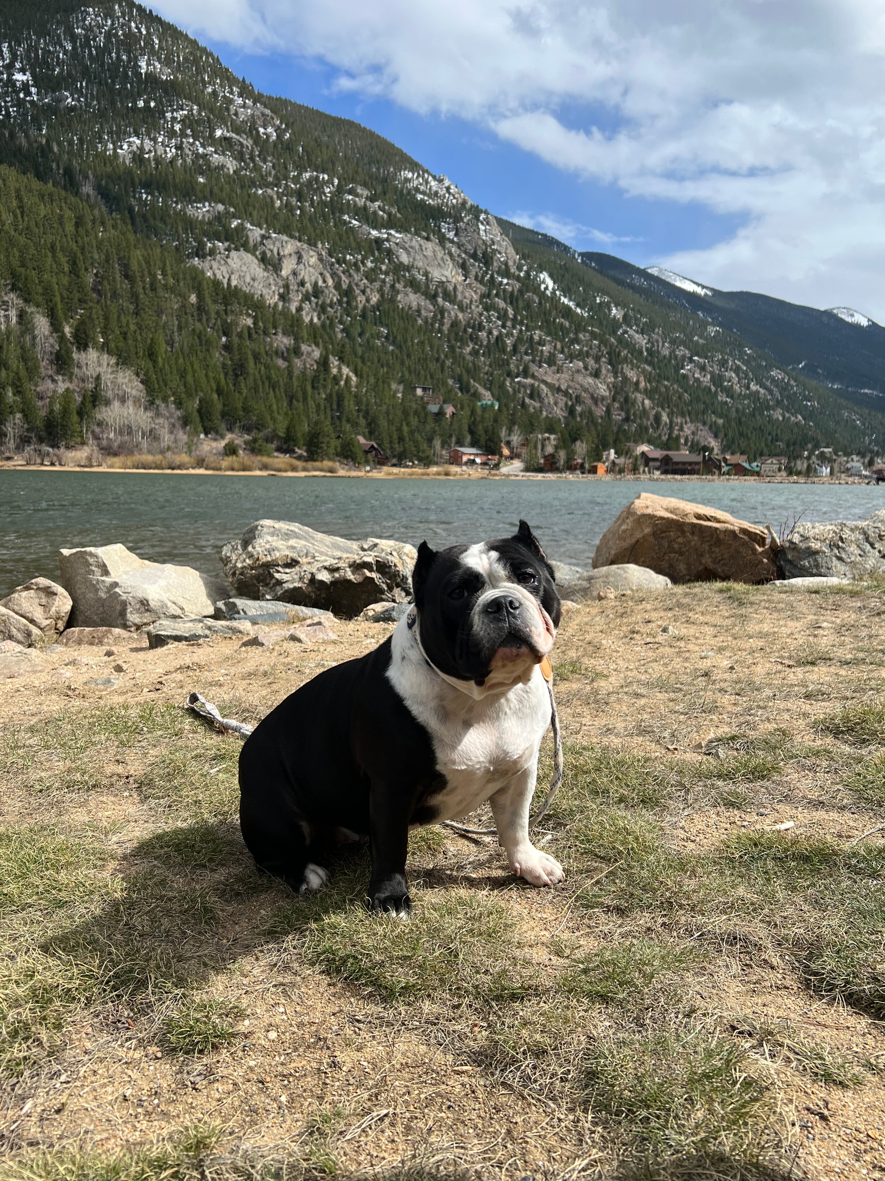 A black and white American Bully breed dog sitting in the grass with mountains and a lake behind it. 