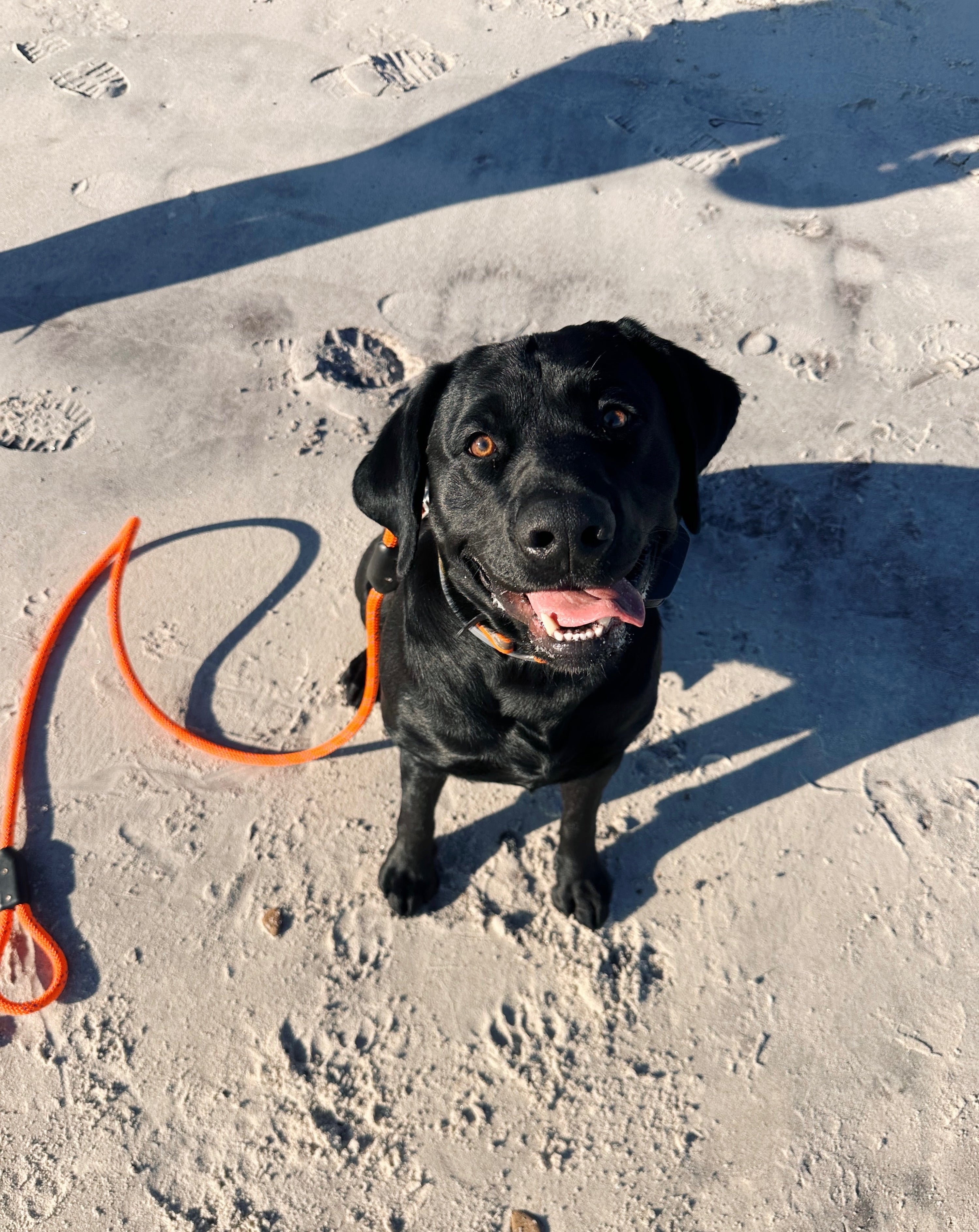 A black lab dog sitting in the sand with a FeralDogs premium handcrafted kernmantle dog leash. 